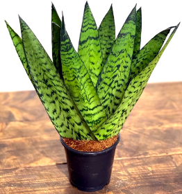 Sanseveria Zeylanica - 08&quot;