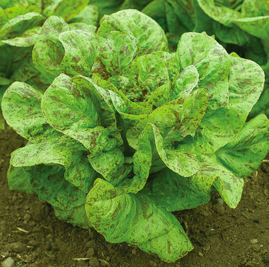 Lettuce &#39;Flashy Trout&#39;s Back&#39; Romaine -6pk