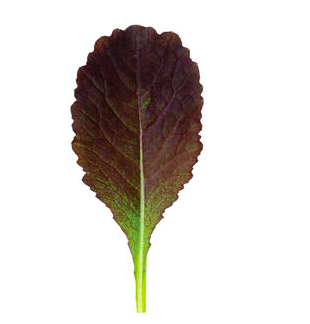 Mustard - Garnet Giant