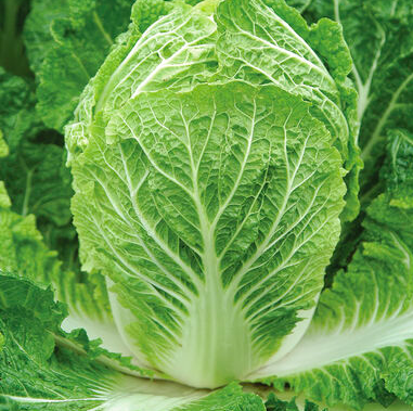 Cabbage &#39;Chinese Bilko&#39; OG - 6pk