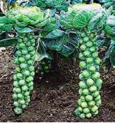 Brussels Sprouts &#39;Jade Cross&#39; - 4&quot;