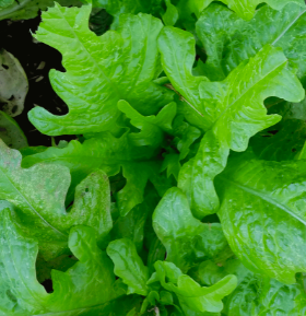 Lettuce &#39;Green Oak Leaf&#39; - 6pk ORG