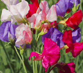 Sweet Pea Mix - 6 pk