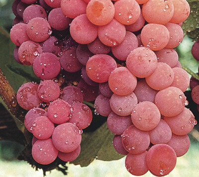 Grape &#39;Canadice Seedless&#39; - 1g