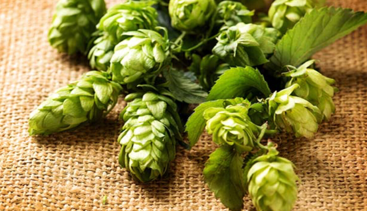 Hops - Centennial - 1g
