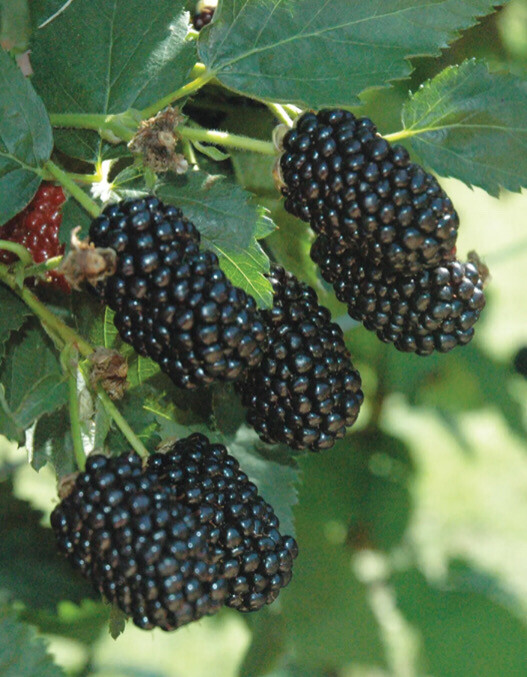 Blackberry- Prime-Ark Freedom