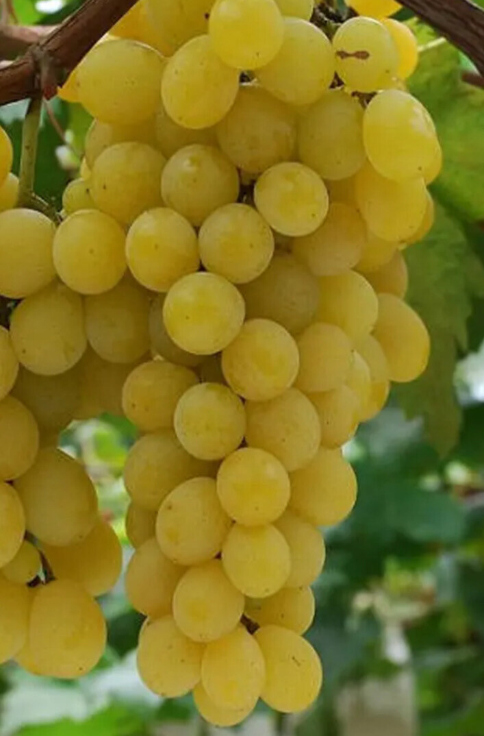 Grape &#39;Golden Muscat&#39; - 1 gal