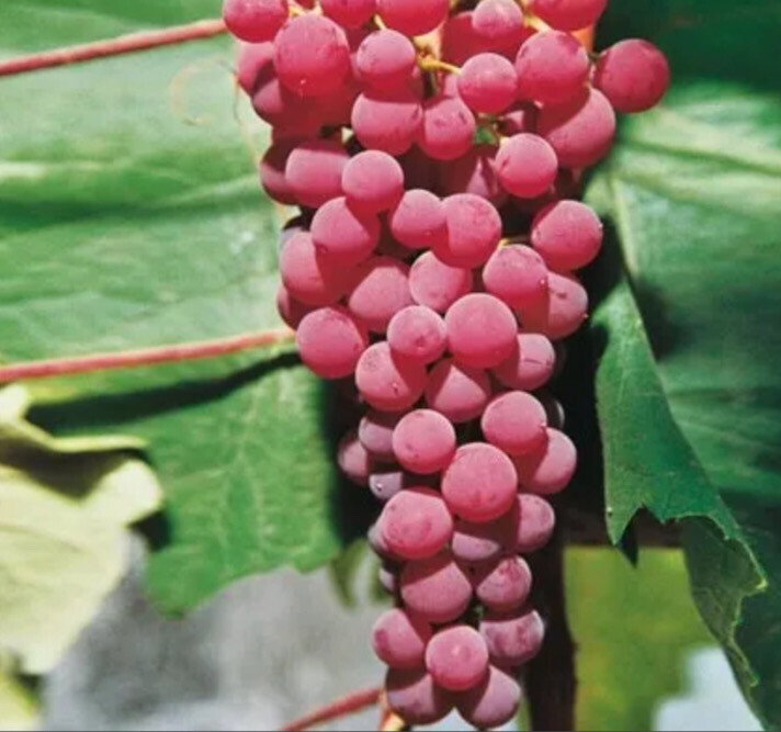 Grape &#39;Suffolk Red Seedless&#39; - 1g