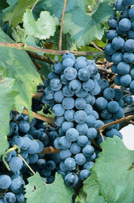 Grape &#39;Concord Eastern&#39; - 1g