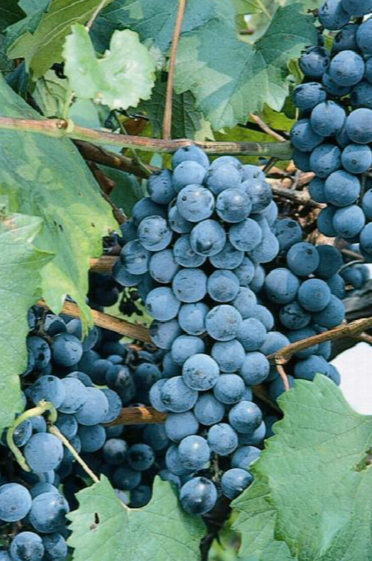 Grape &#39;Concord Eastern&#39; - 1g