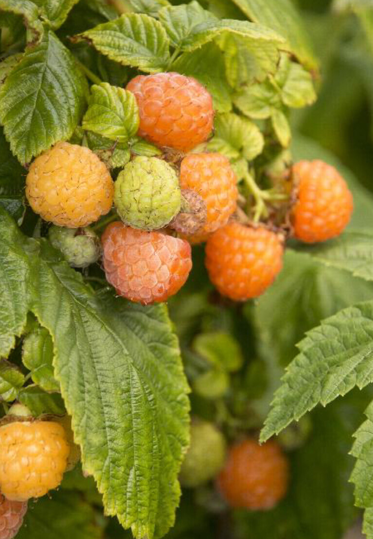 Raspberry &#39;Fall Gold&#39; - 1g