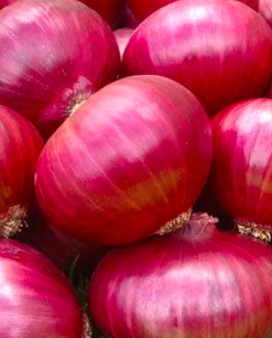 Onion &#39;Red Creole&#39; - 6pk ORG