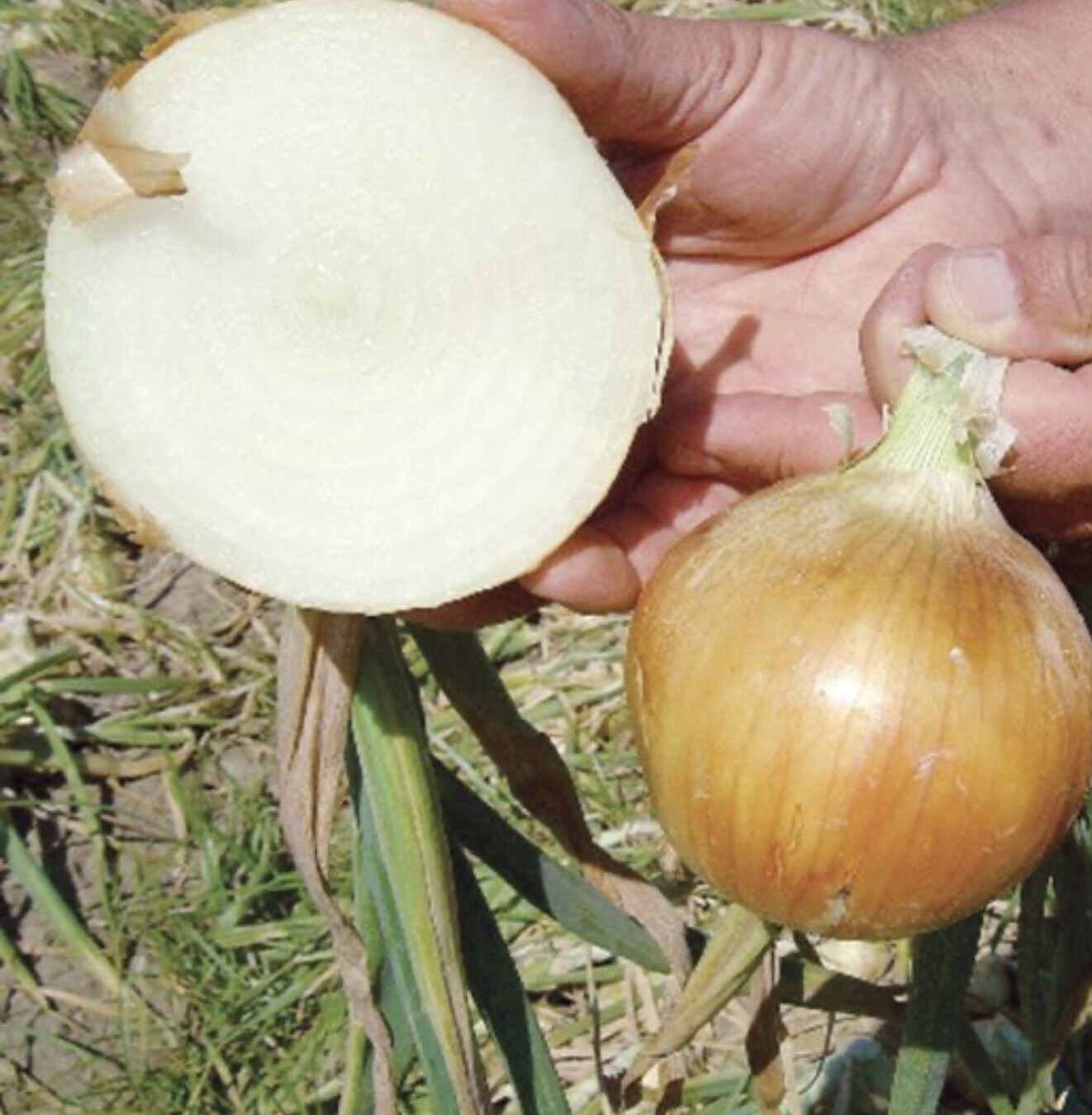 Onion &#39;Yellow Gabriella&#39; OG -6pk