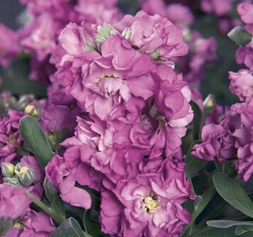 &#39;Vintage lavender&#39;- Stock flower