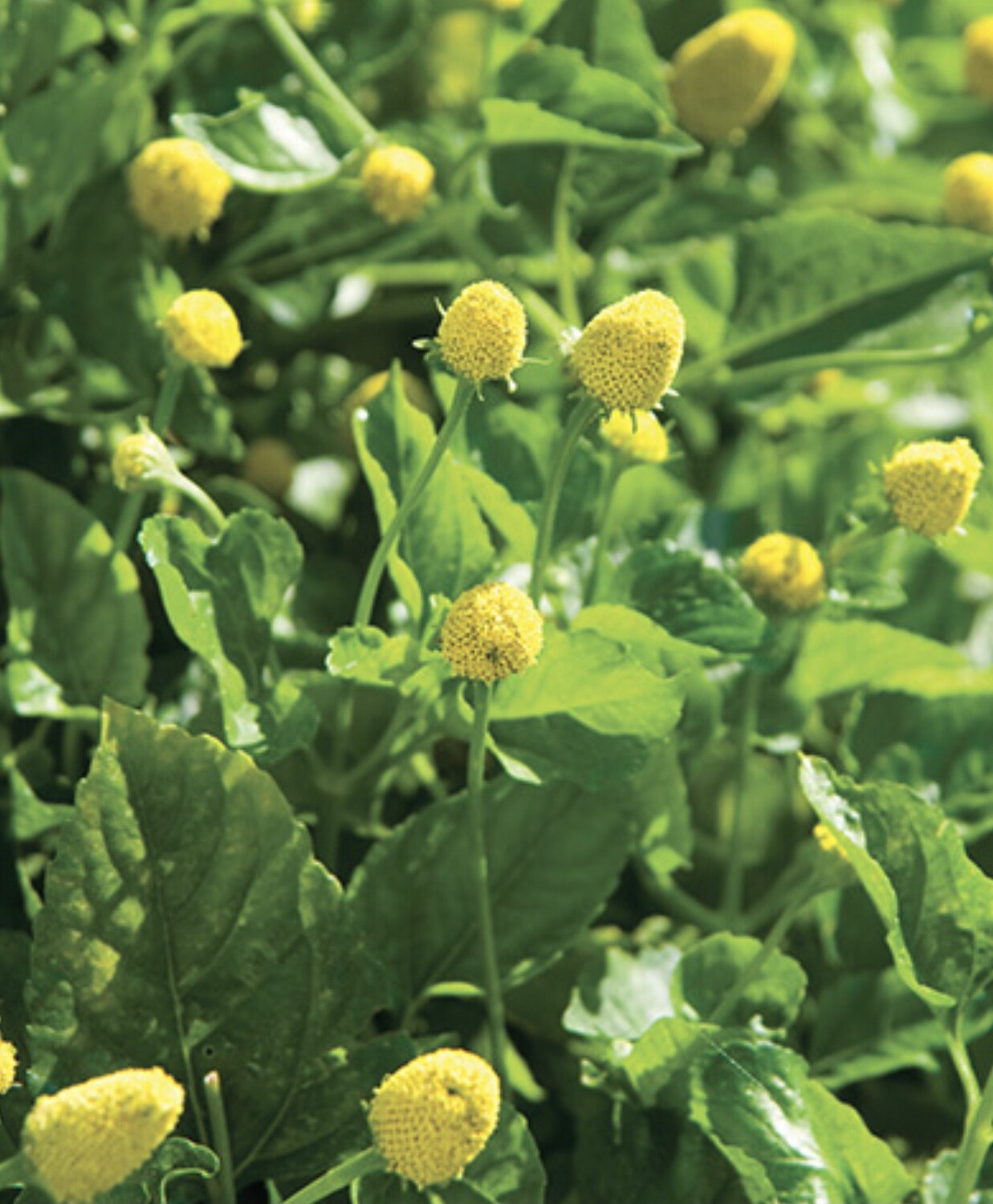 Spilantes (Medicinal)