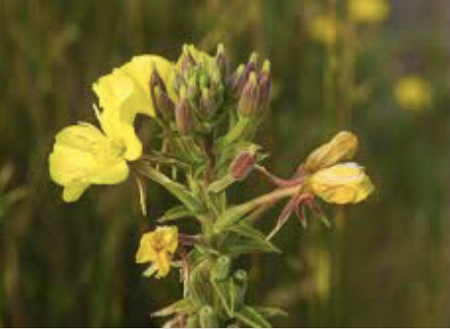 Evening Primrose (Medicinal)