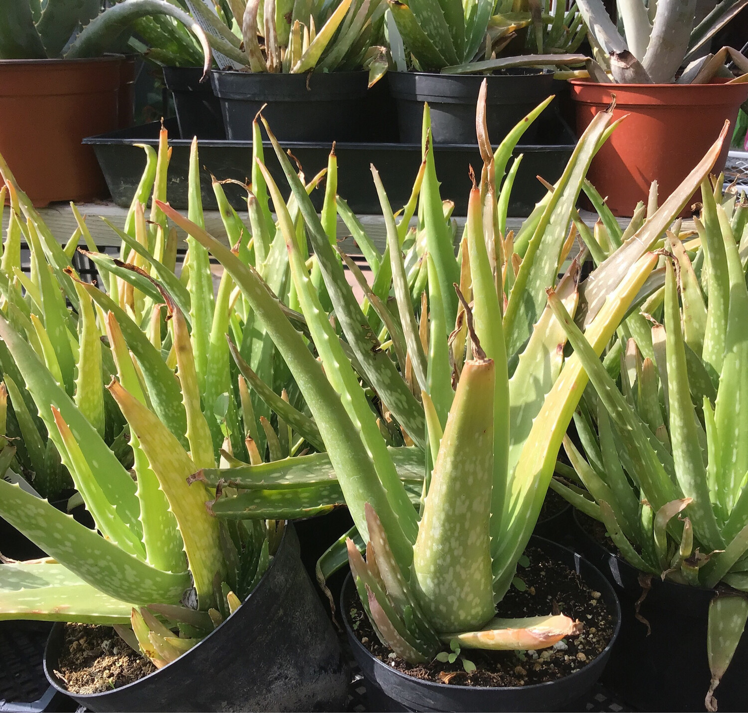 Aloe Vera - 6&quot;