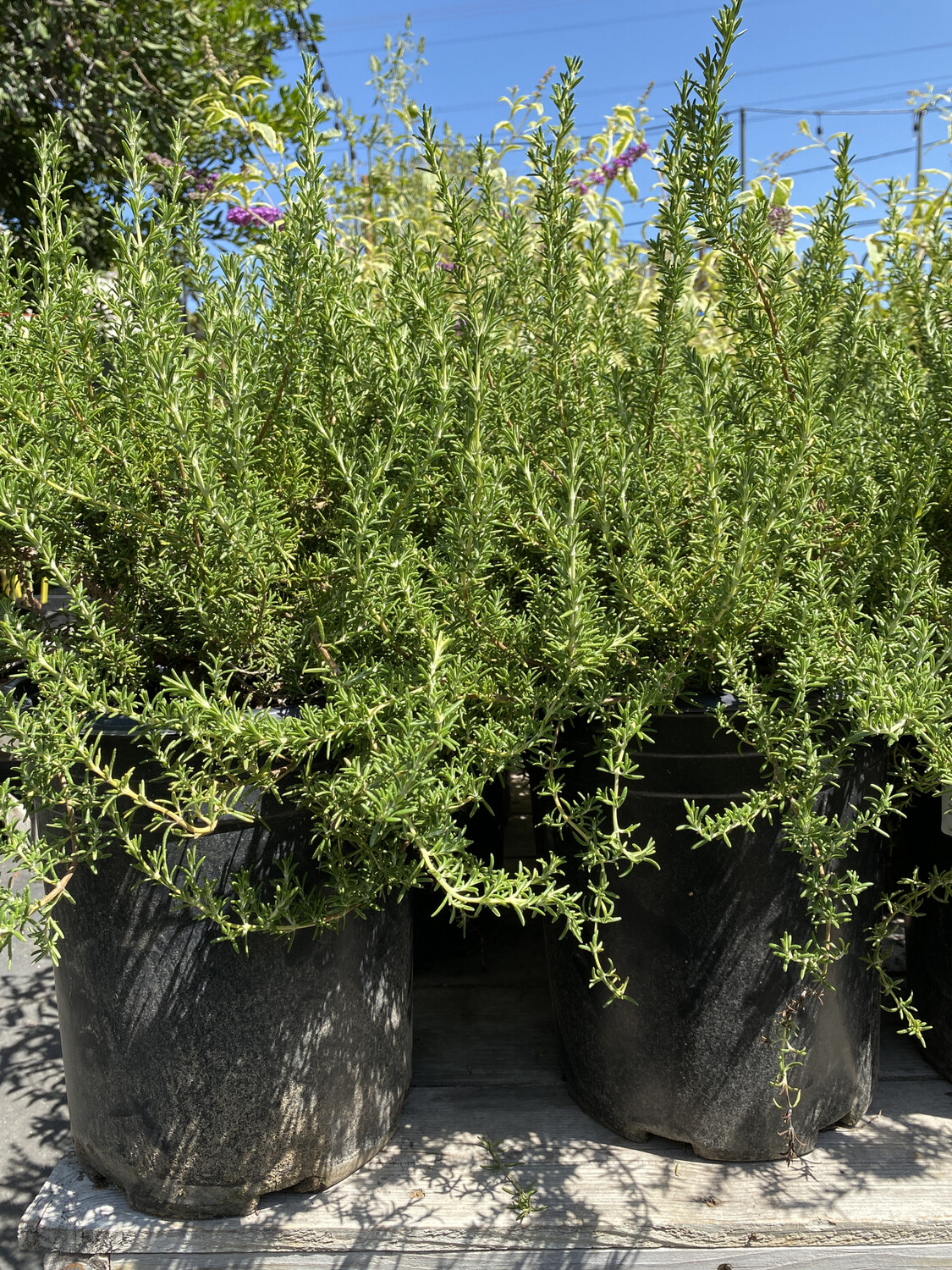 Rosemary &#39;Huntington Carpet&#39; - 1 gal