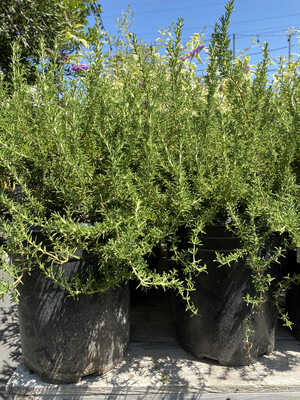 Rosemary &#39;Huntington Carpet&#39; - 1 gal