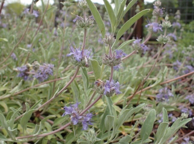 Bee&#39;s Bliss Sage