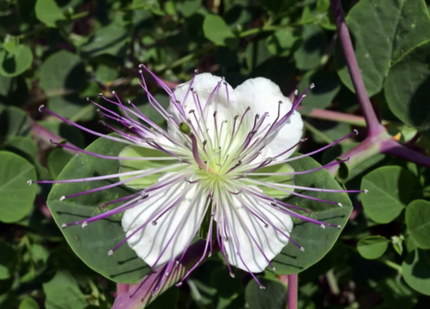 Capparis Spinosa (Caper)