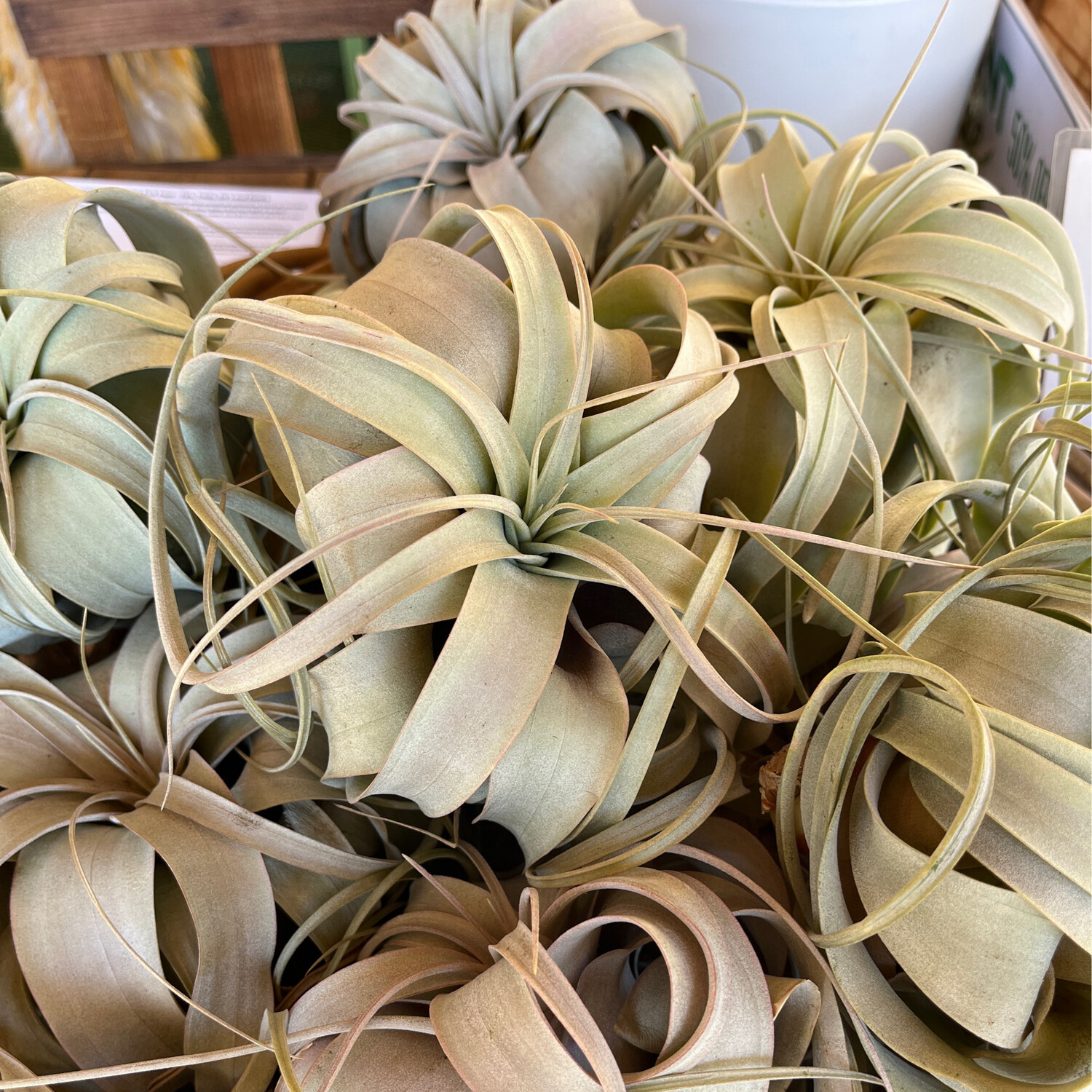 Tillandsia Xerographica (Airplant)