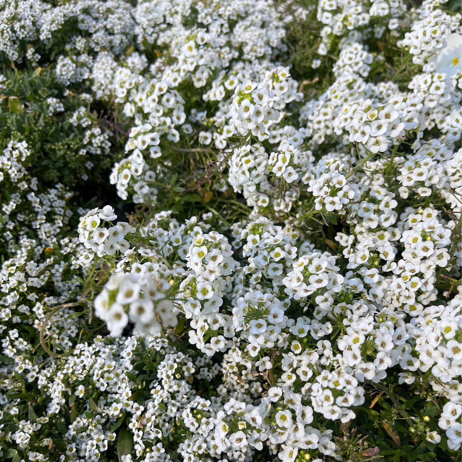 Alyssum &#39;Snow Crystals&#39; - 4&quot;