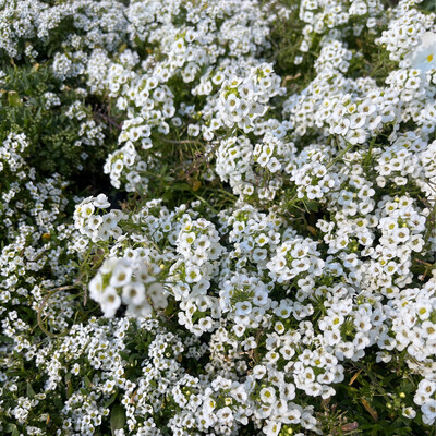 Alyssum &#39;Snow Crystals&#39; - 4&quot;