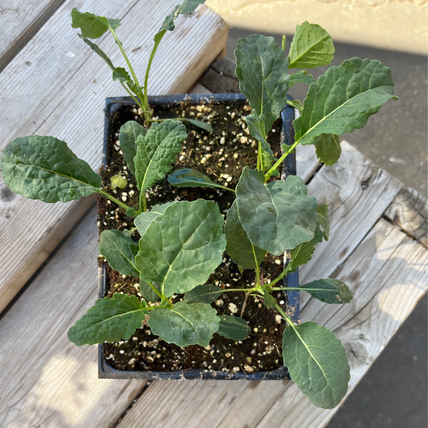Kale &#39;Toscano&#39;