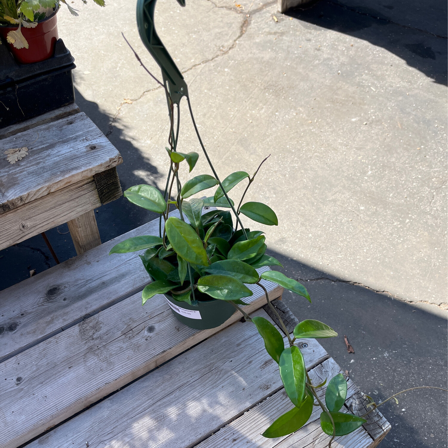 Hoya Carnosa (Waxplant) - 6&#39;&#39;