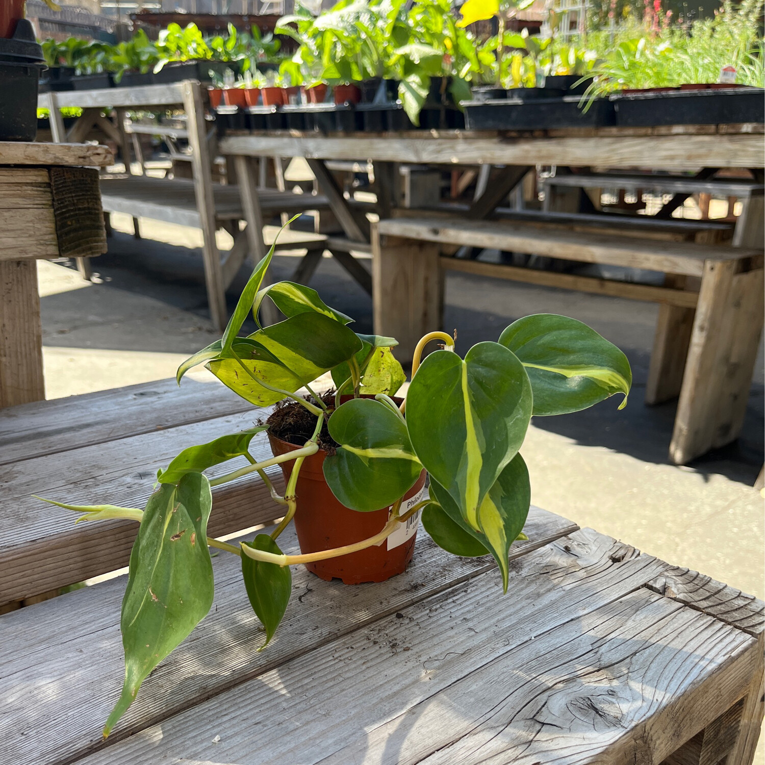 Philodendron Brazil - 4&quot;