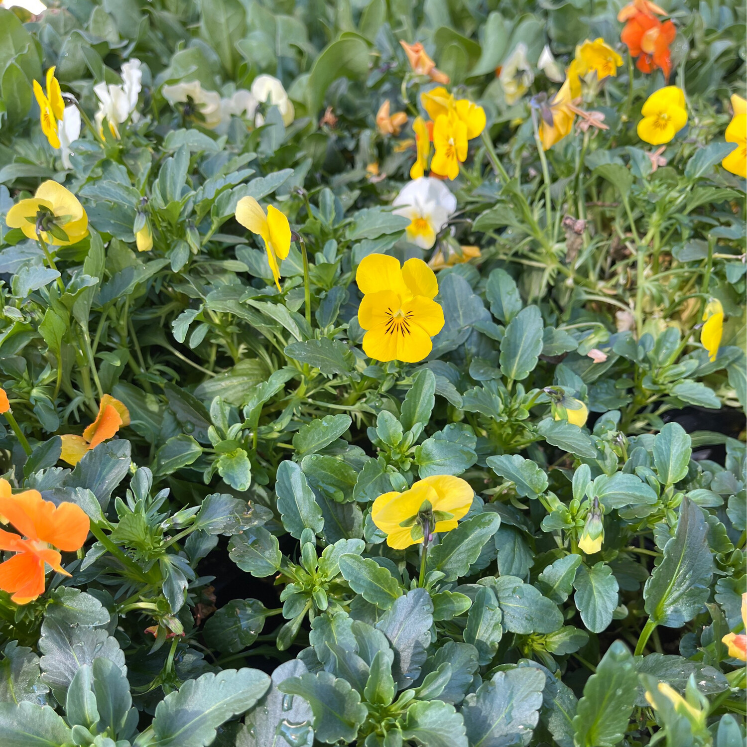 Viola &#39;Penny Yellow&#39; - 4&quot;