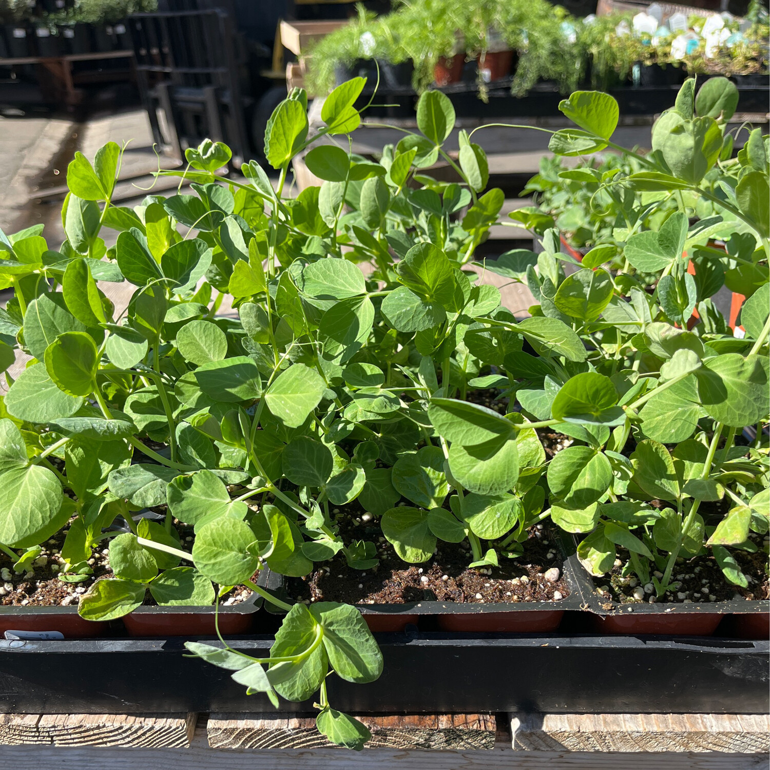 Pea Bush Snow &#39;Sugar Pod&#39; 