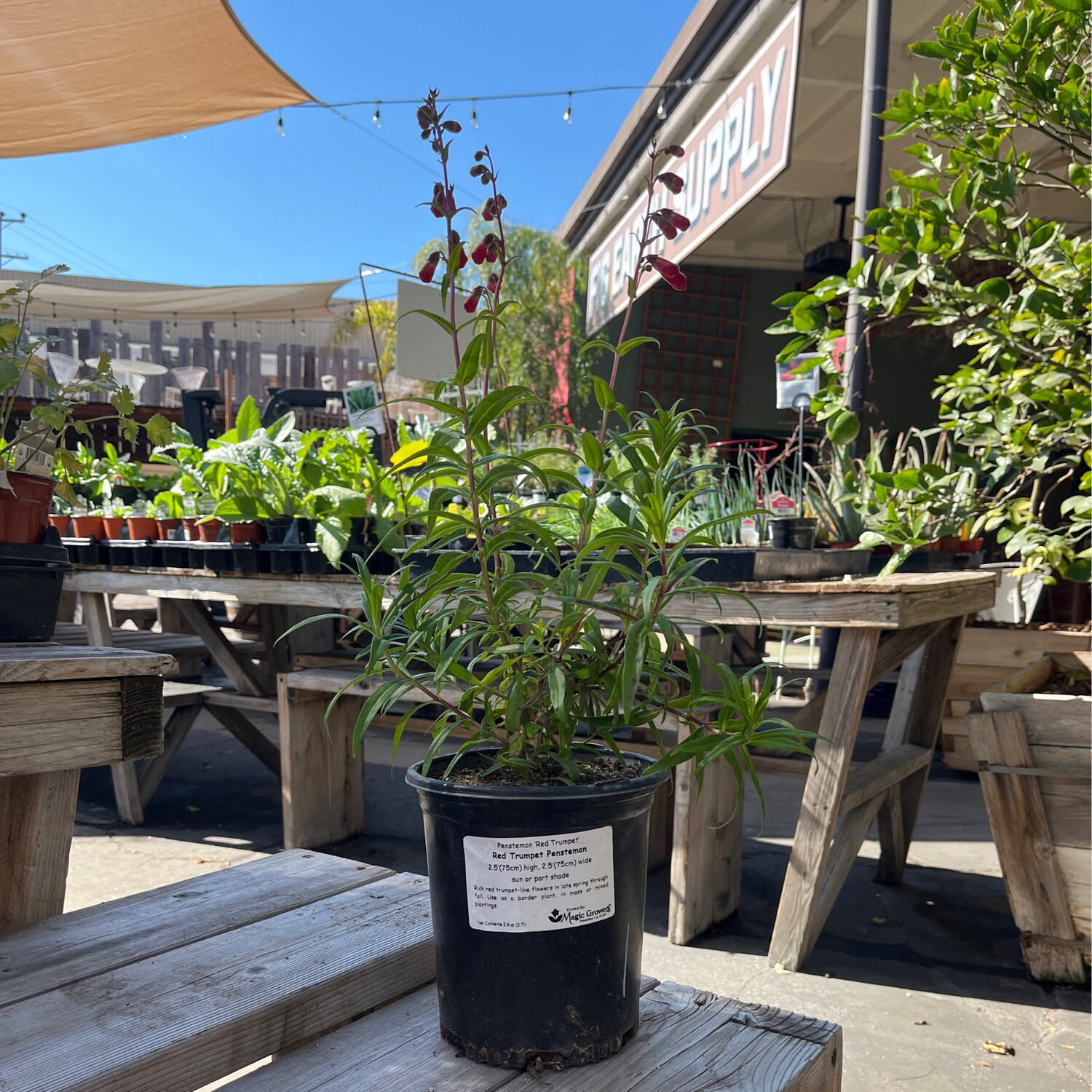Penstemon &#39;Red Trumpet&#39;- 1 gal