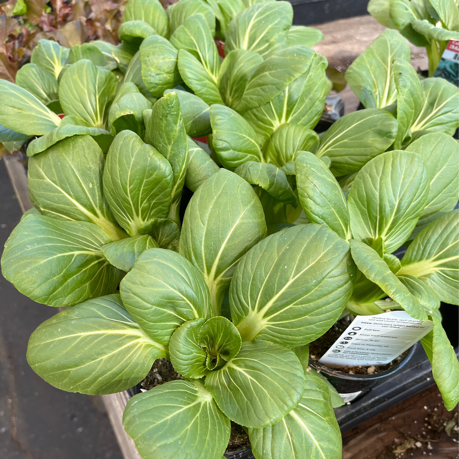 Pak Choi