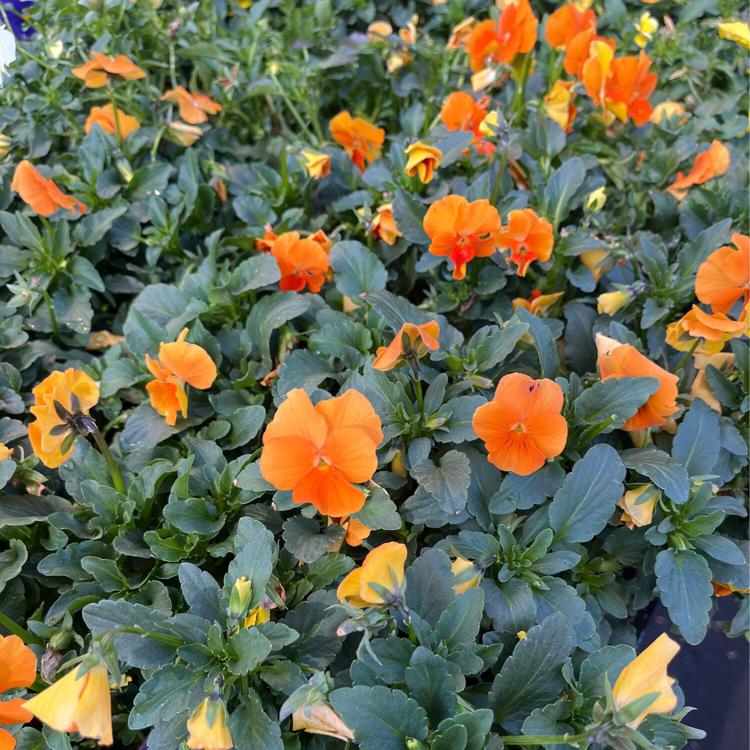 Viola &#39;Penny Orange&#39;