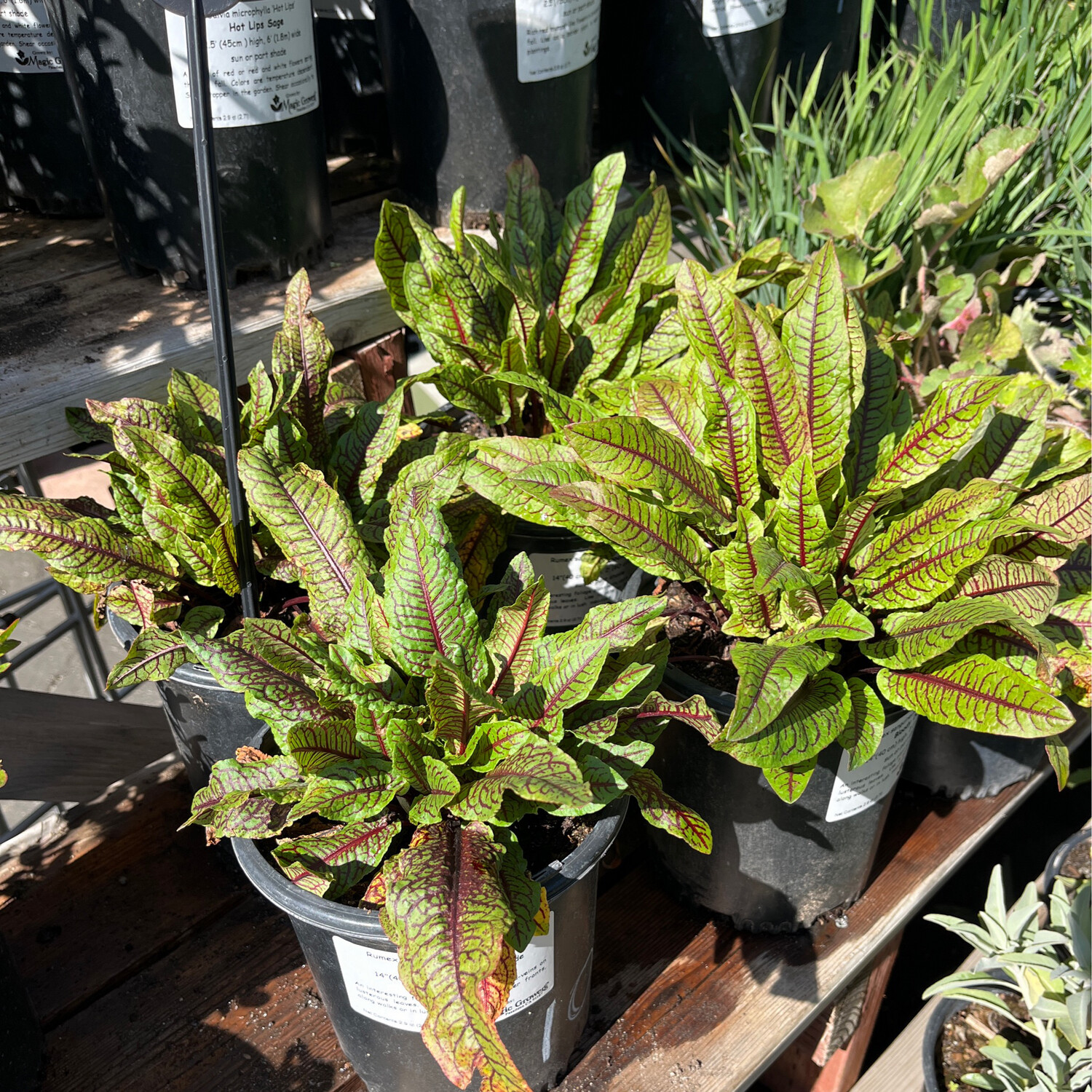 Rumex Sanguineus 1g