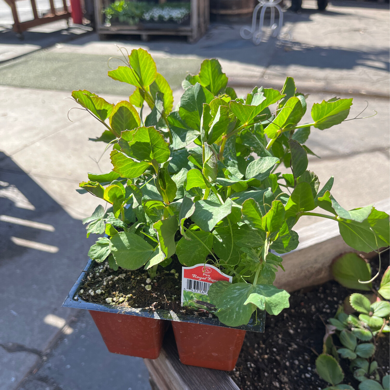 Pea &#39;Royal Snow&#39;