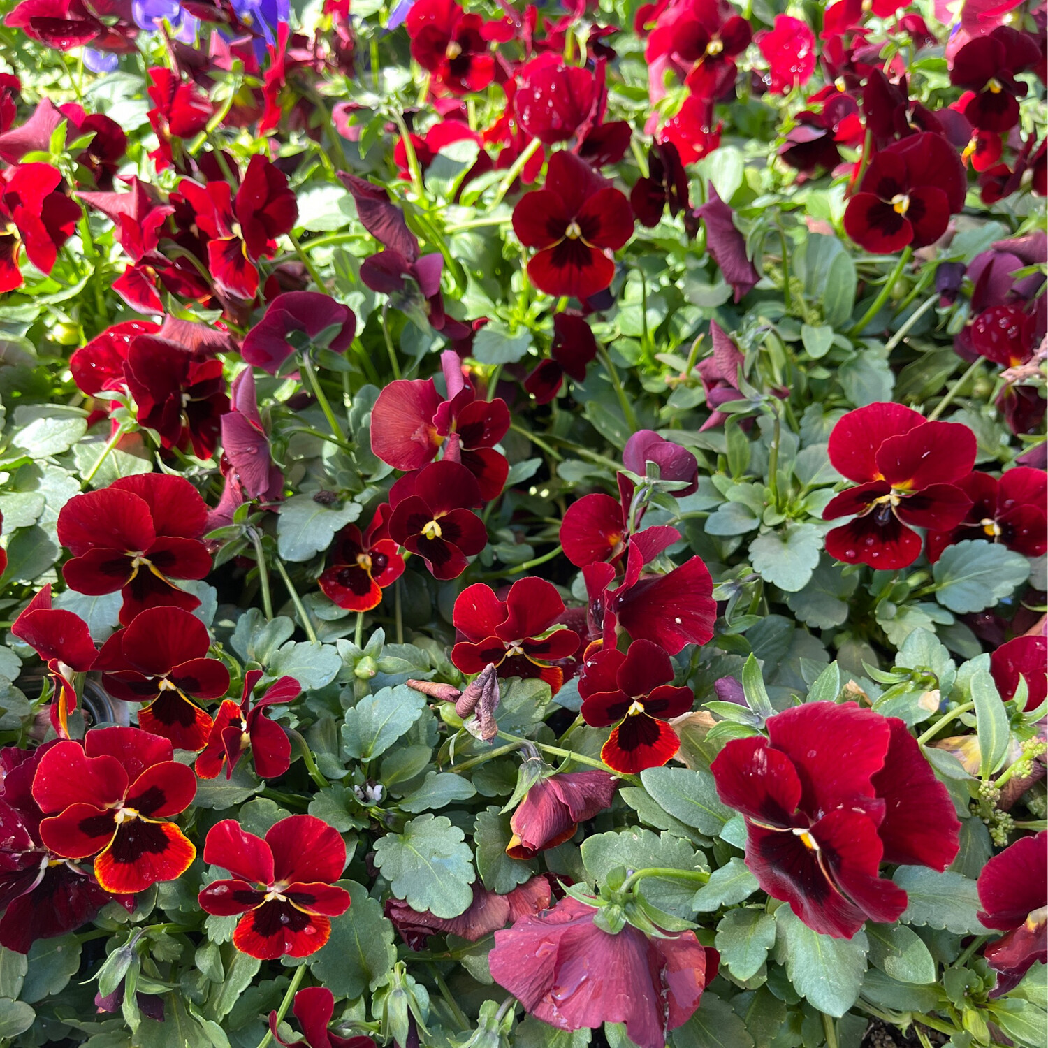 Viola &#39;Penny Red Blotch&#39; -4&quot;