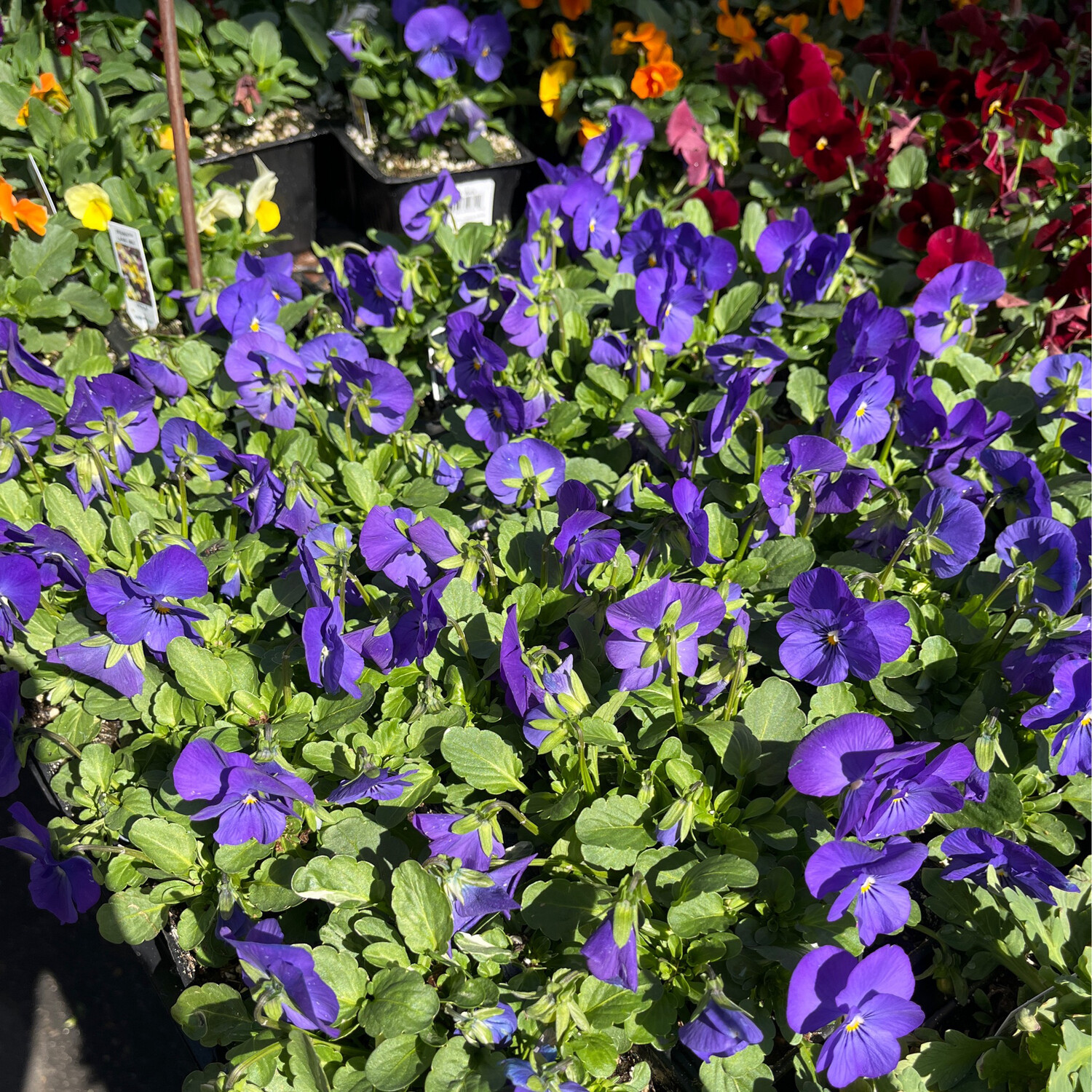 Viola &#39;Penny Blue&#39; - 4&quot;