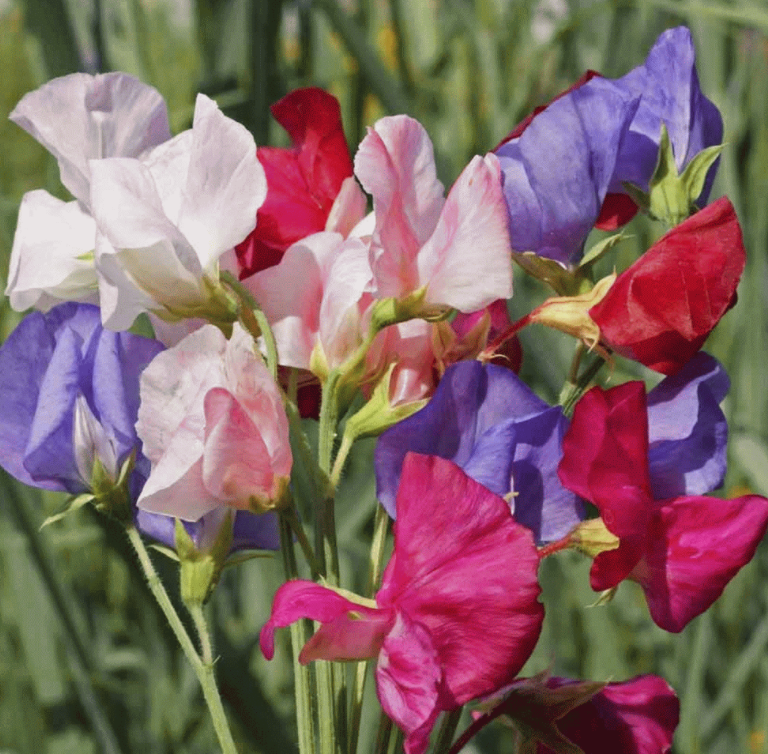 Sweet Pea &#39;Mammoth Mix&#39; - 6pk
