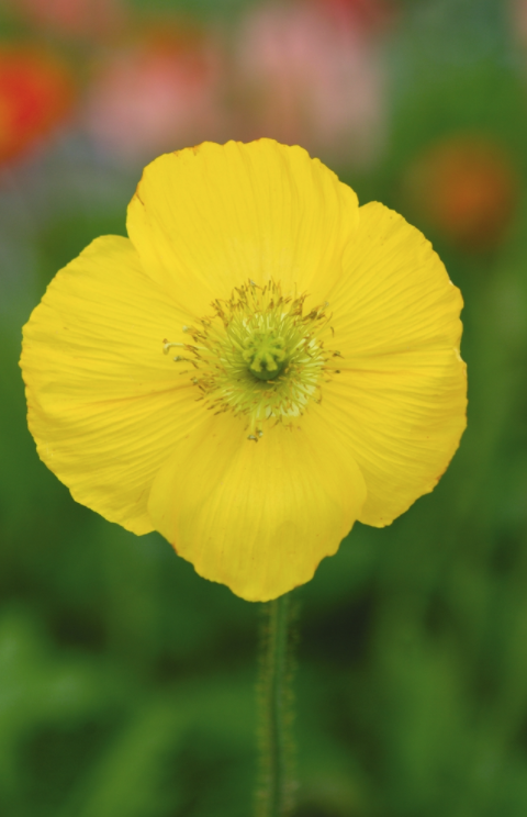 Iceland Poppy - Champagne Bubbles Yellow - 6pk