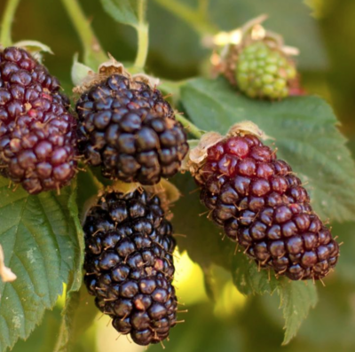 Blackberry 'Olallie' - 1g