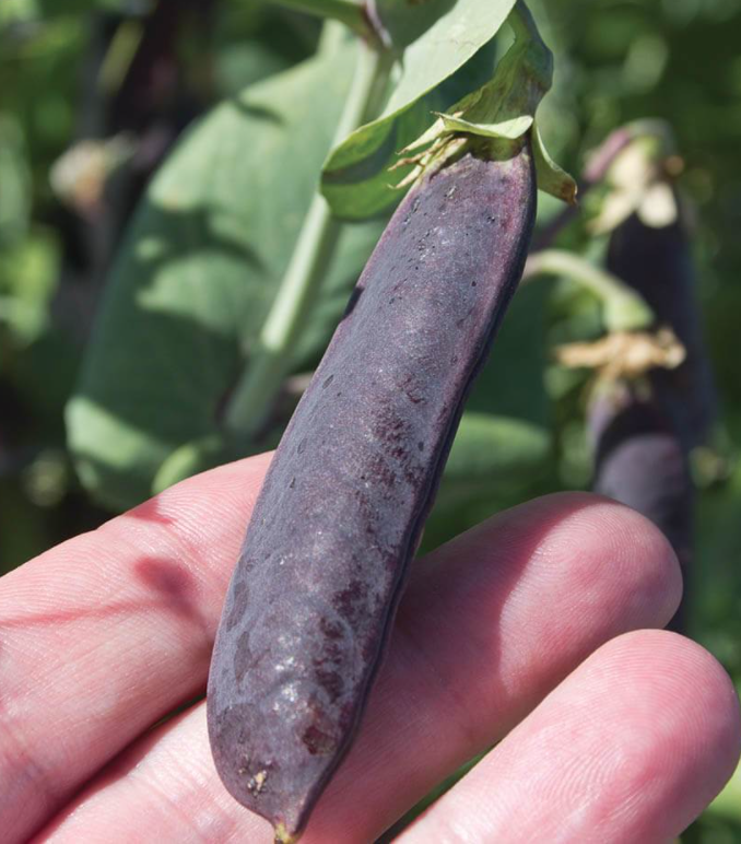 Vining Pea &#39;Purple Mist&#39;
