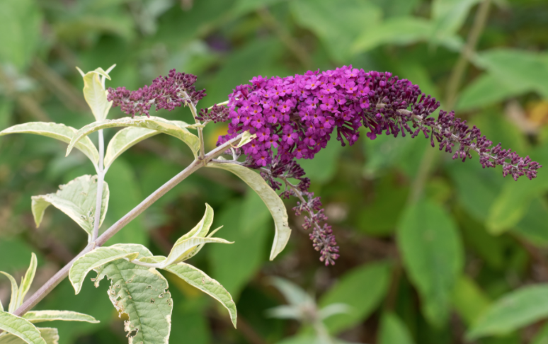 Buddleia Harlequin
