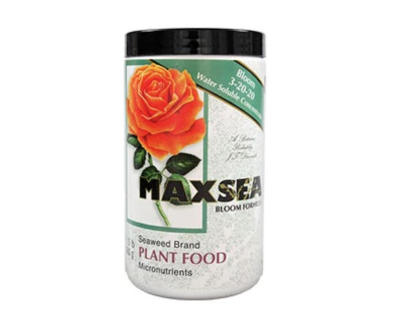 Maxsea Bloom