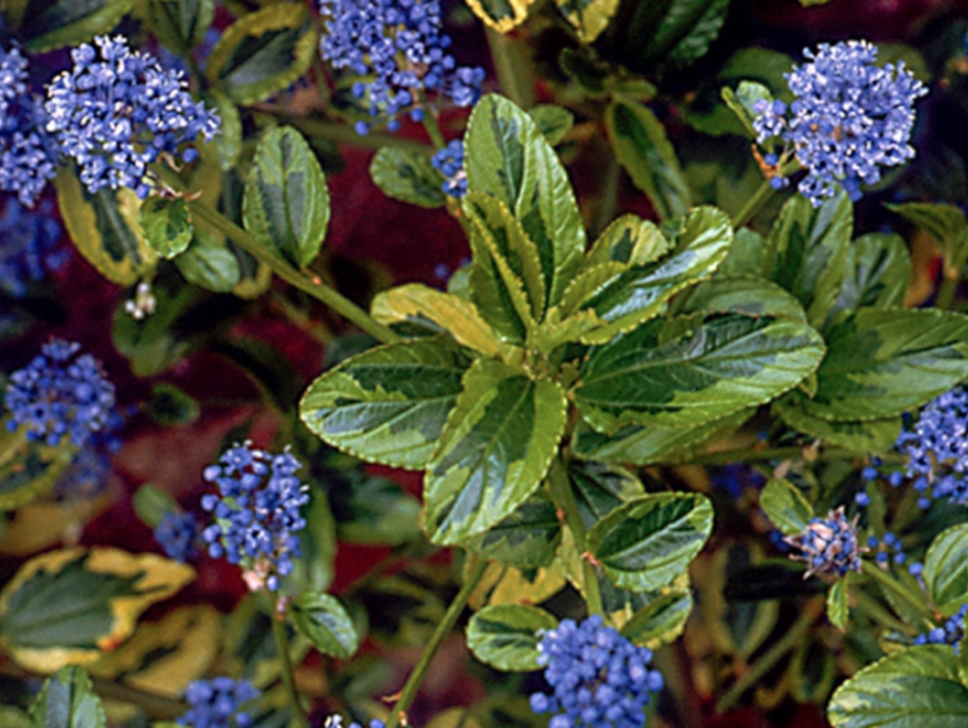 Ceanothus &#39;Zanzibar&#39; - 5 gal