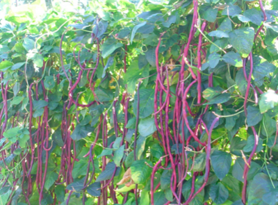 Red Yard Long Noodle Bean Seeds