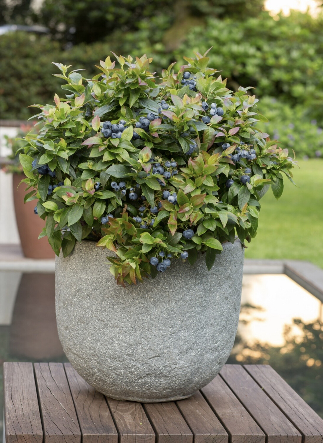 Blueberry - Jelly Bean Bushel &amp; Berry