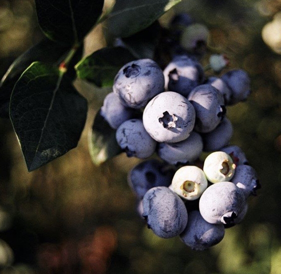 Blueberry - Reveille